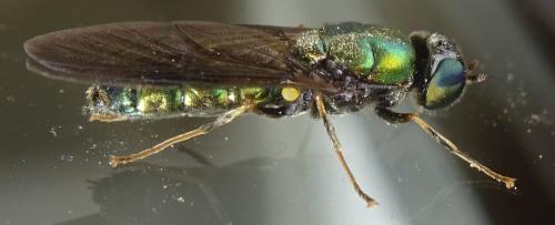 Chloromyia speciosa